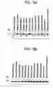 Fig. 06 - Human protooncogene and protein encoded therein