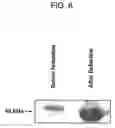 Fig. 07 - Human protooncogene and protein encoded therein