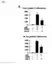 Fig. 05 - Compositions and methods for inhibiting inflammation of vessel walls and formation of neointimal hyperplasia