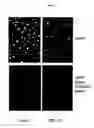 Fig. 04 - Transcription factor RNA interference reagents and methods of use thereof