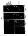 Fig. 07 - Transcription factor RNA interference reagents and methods of use thereof