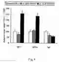 Fig. 05 - Antiinflammatory agent, agent for preventing/ameliorating allergic diseases and functional food