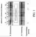 Fig. 02 - Inhibitors of macrophage migration inhibitory factor and methods for identifying the same