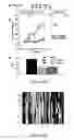 Fig. 13 - Novel compounds for treatment of cancer and disorders associated with angiogenesis function
