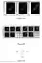 Fig. 15 - Novel compounds for treatment of cancer and disorders associated with angiogenesis function