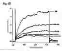 Fig. 06 - Potassium channel opener
