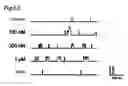 Fig. 08 - Potassium channel opener