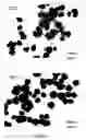 Fig. 02 - Preparation of metallic nanoparticles
