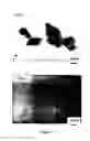 Fig. 06 - Preparation of metallic nanoparticles