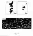 Fig. 20 - Preparation of metallic nanoparticles