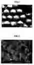 Fig. 02 - Method of preparing poly(vinyl pivalate) by low temperature suspension-polymerization of vinyl pivalate, and poly(vinyl pivalate) and poly(vinyl alcohol) prepared using same