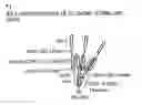 Fig. 14 - Enduring T cell response