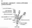 Fig. 19 - Enduring T cell response