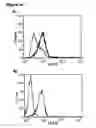 Fig. 20 - Enduring T cell response