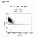 Fig. 33 - Enduring T cell response