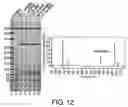 Fig. 13 - Antibodies against lesion tissue