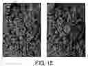 Fig. 16 - Antibodies against lesion tissue