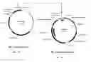 Fig. 04 - Use of anti-tissue factor antibodies for treating thromboses