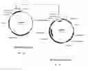 Fig. 05 - Use of anti-tissue factor antibodies for treating thromboses