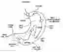 Fig. 01 - Method for in vivo sensing