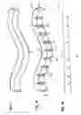 Fig. 02 - Deformable and conformable wound protecting apparatus and its method of application