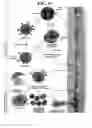 Fig. 15 - Method of treating skin ulcers using oxidative reductive potential water solution