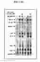 Fig. 19 - Method of treating skin ulcers using oxidative reductive potential water solution