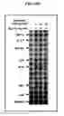 Fig. 20 - Method of treating skin ulcers using oxidative reductive potential water solution
