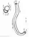 Fig. 24 - Instruments having an external working channel