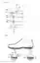 Fig. 12 - Functional shoe