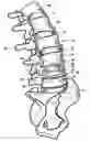 Fig. 01 - Artificial prosthesis