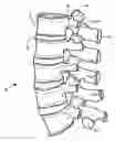 Fig. 01 - Flanged interbody fusion device with hinge
