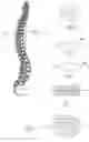 Fig. 02 - Vertebral disc repair