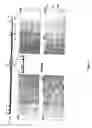 Fig. 05 - Genetically modified non-human mammals and cells