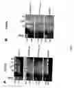 Fig. 18 - Genetically modified non-human mammals and cells