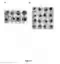 Fig. 02 - Methods and compositions for designing nucleic acid molecules for polypeptide expression in plants using plant virus codon-bias