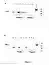 Fig. 04 - Methods and compositions for designing nucleic acid molecules for polypeptide expression in plants using plant virus codon-bias