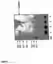 Fig. 05 - Nucleic acid molecules encoding starch degrading enzymes