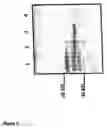 Fig. 06 - Nucleic acid molecules encoding starch degrading enzymes
