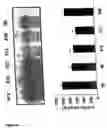 Fig. 07 - Nucleic acid molecules encoding starch degrading enzymes