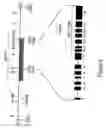 Fig. 06 - Manipulation of cellulose and/or beta-1,4-glucan