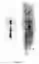 Fig. 22 - Manipulation of cellulose and/or beta-1,4-glucan