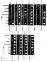 Fig. 07 - Cloning and characterization of microRNAs from rice