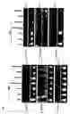 Fig. 08 - Cloning and characterization of microRNAs from rice