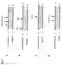 Fig. 10 - Cloning and characterization of microRNAs from rice