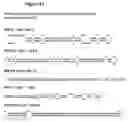 Fig. 18 - Cloning and characterization of microRNAs from rice