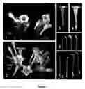 Fig. 03 - Methods and compositions for producing male sterile plants