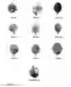 Fig. 06 - Chimeric plant promoters and plants containing the same