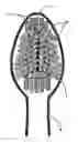 Fig. 01 - Toothbrush assembly employing moisture-draining and ventilation aperture