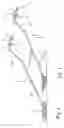 Fig. 02 - Gliding rake or rolling broom